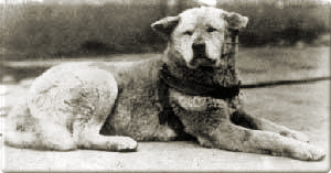 hachiko