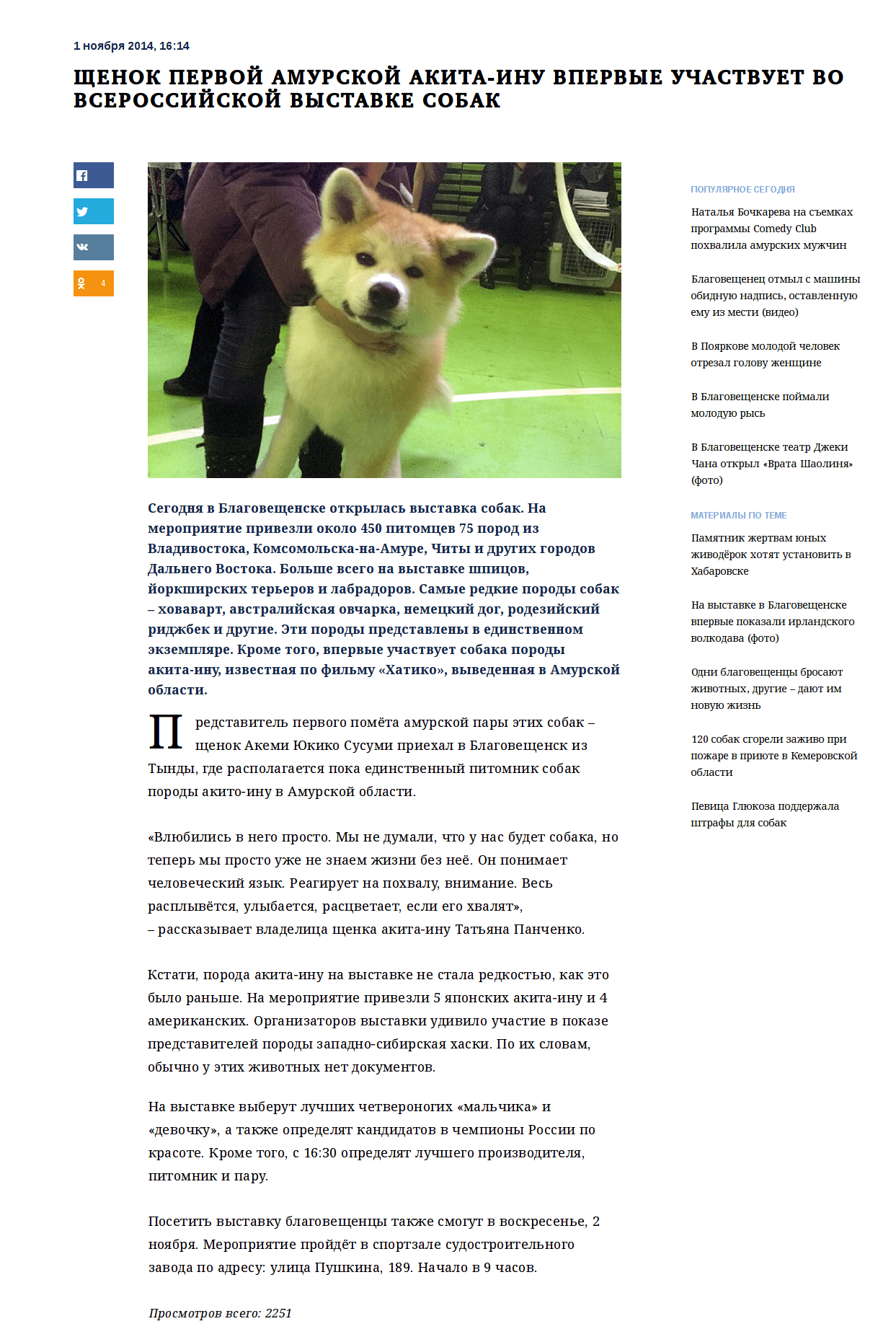 Amurinfo akita inu